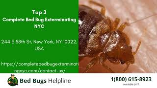 Top 3 Bed Bug Removal Companies in Stockbridge