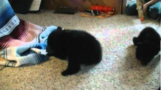 Cubs first steps while crawling