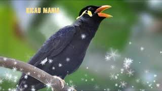 Suara Beo Gacor Masteran Beo Durasi Panjang Full Isian HD Kicau Mania