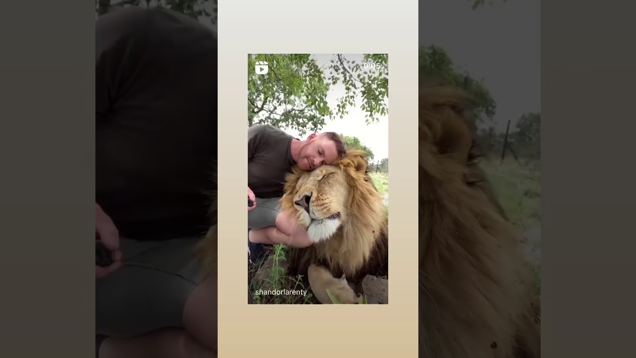 What a beautiful lion 🦁