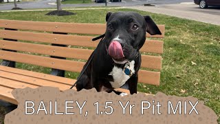 BAILEY | 1.5 YEAR OLD PIT MIX | OFF LEASH OBEDIENCE | E-COLLAR TRAINING by Off Leash K9 Training Columbus 80 views 1 month ago 5 minutes, 25 seconds