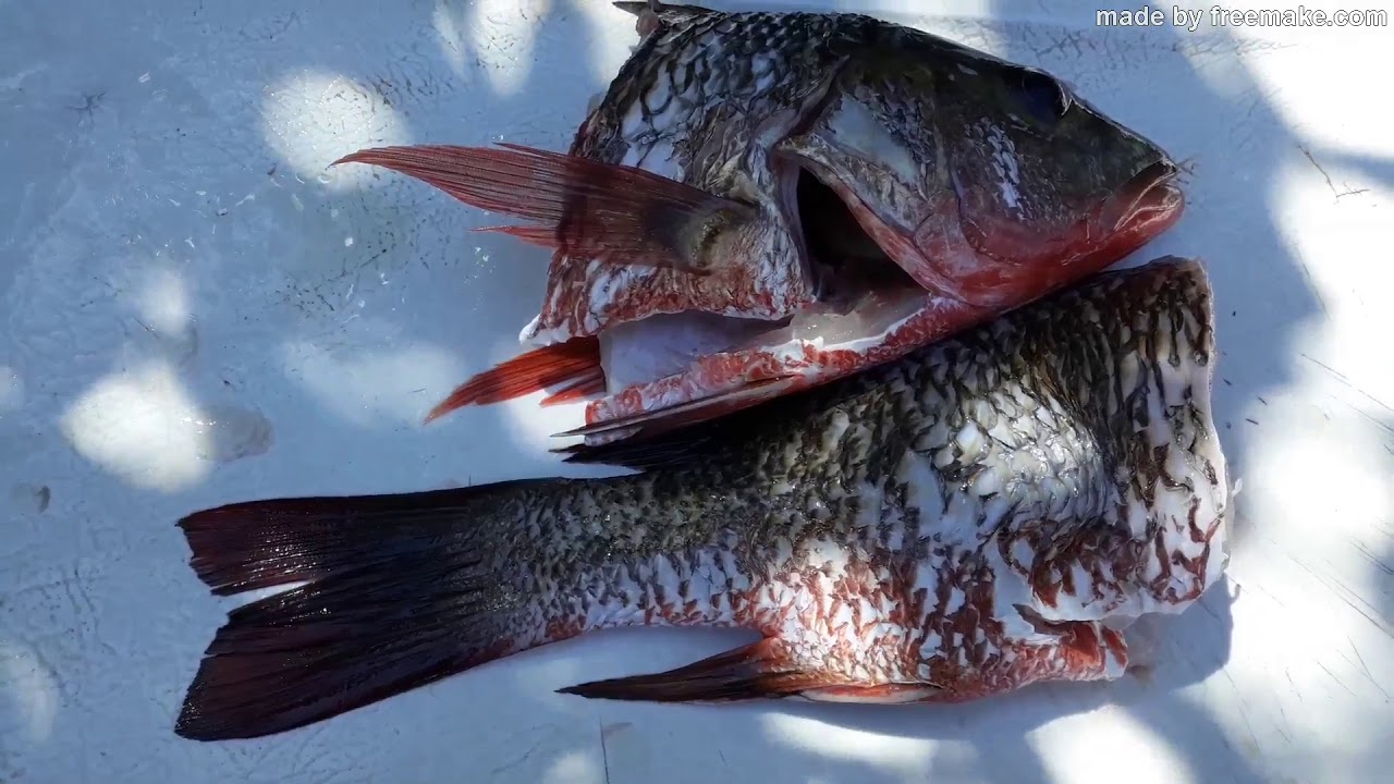 Pescador Solitario Estofado De Pargo Del Mar A Su Paladar YouTube