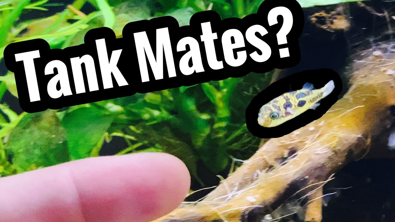 Pea Puffer Tank Mates for a Community - YouTube