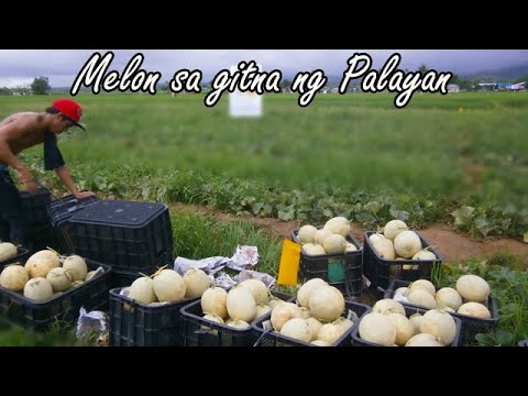 Video: Ano Ang Furrow – Paraan ng Furrow Ng Pagtatanim ng mga Halamanan