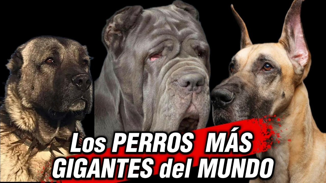 Los PERROS más GRANDES del MUNDO