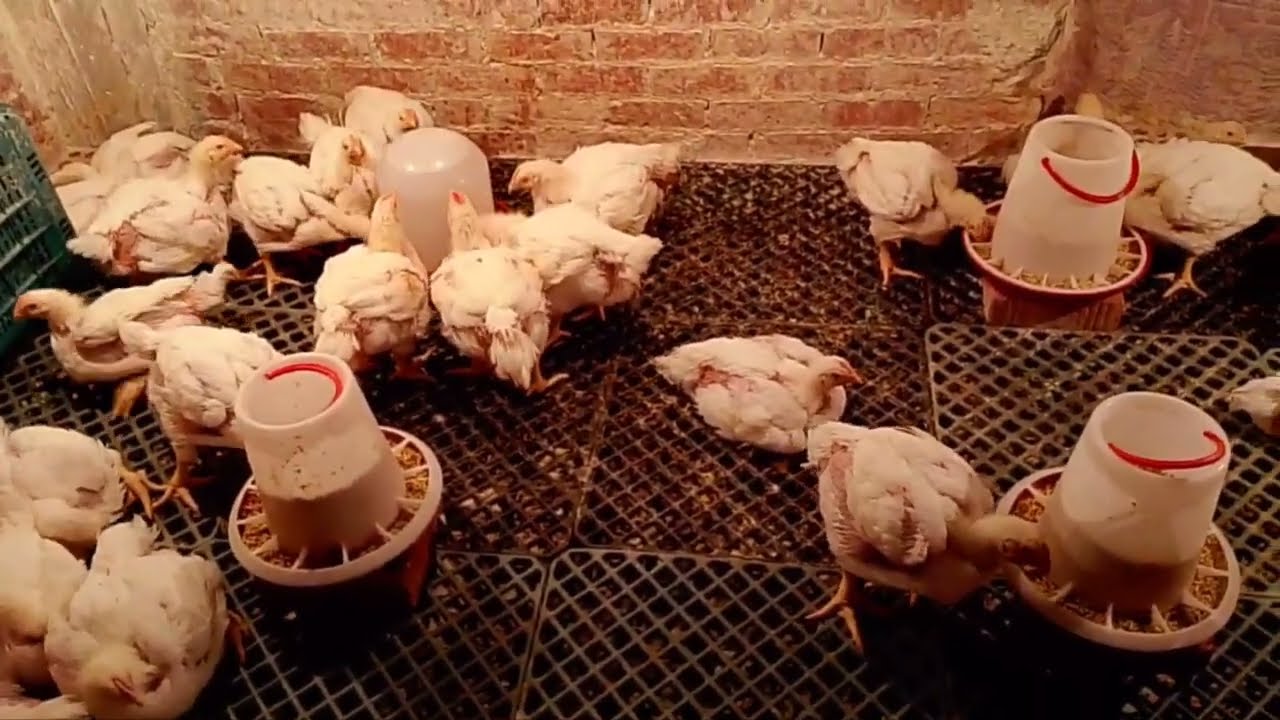 أهم النصايح عشان تبدائي دورة جديدة  للكتاكيت