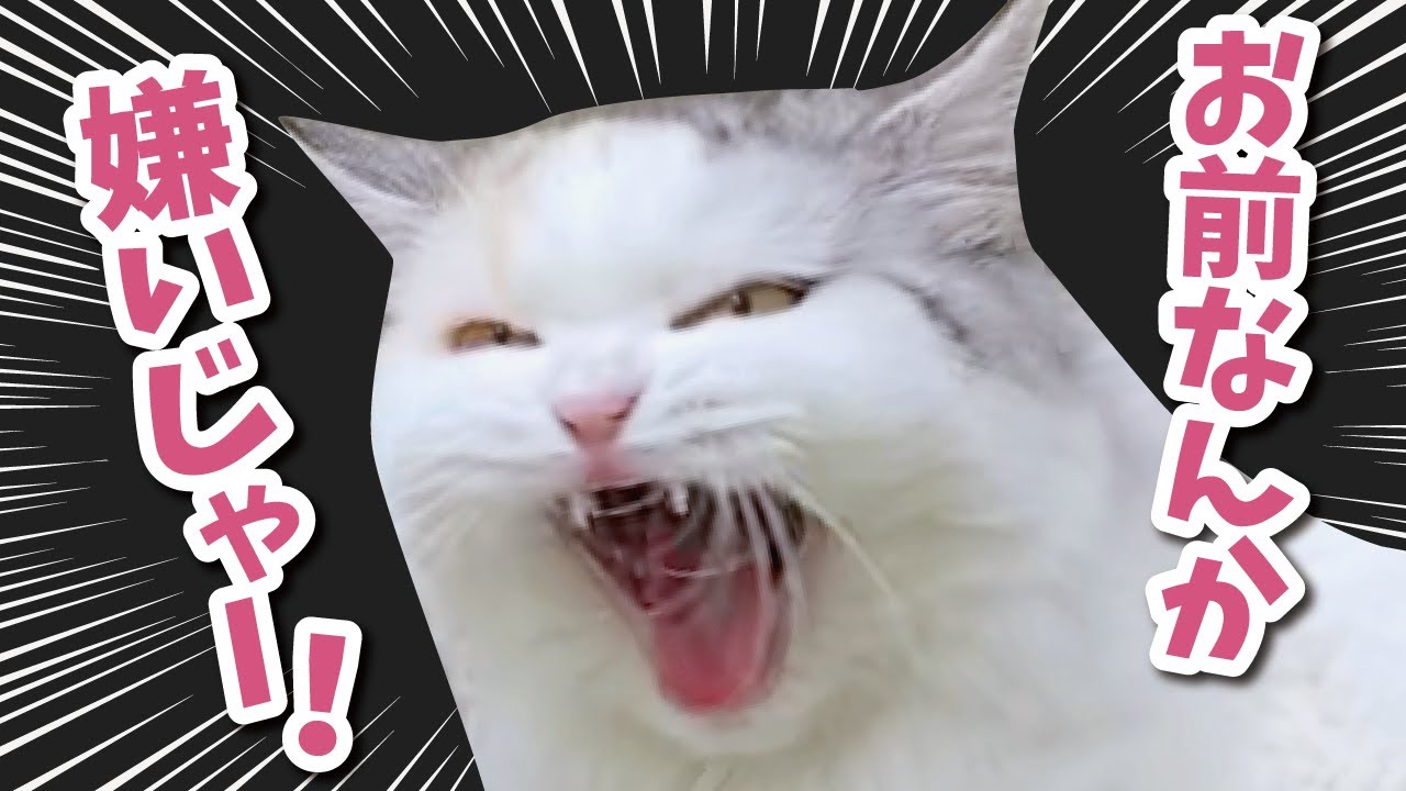 A younger cat forgets about the older cat and causes a big problem