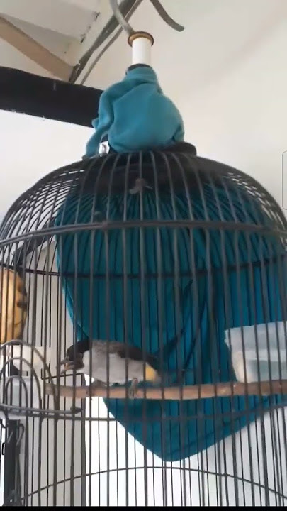 kutilang gacor isian Lovebird kenari prenjak ciblek kapas tembak cililin #kutilang #birds