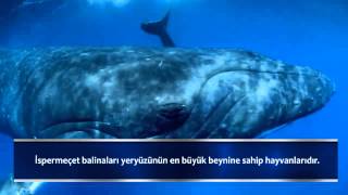 Dev İspermeçet Balinalarının özellikleri