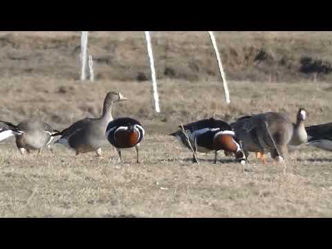 Red-breasted Goose /