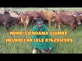 NUNDI GO NDAMA UJUMBE JIKUNDI CHA LELE 0762912909 Mp4