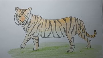 Vẽ CON HỔ đơn giản | How to draw Tiger