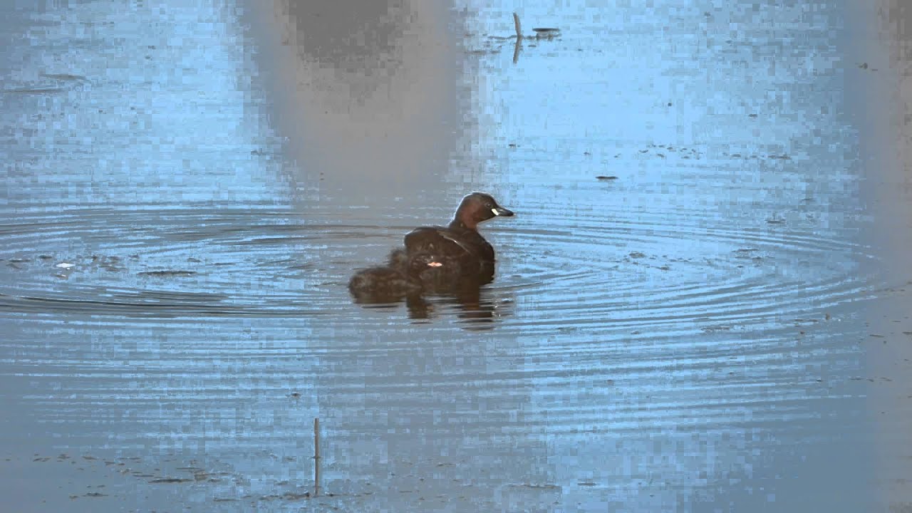PERKOZEK (Tachybaptus ruficollis) - Stawy Zaborskie pod Oświęcimiem 04.06.2014 r.