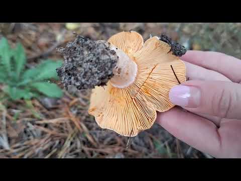 Saffron milk cap-Lactarius