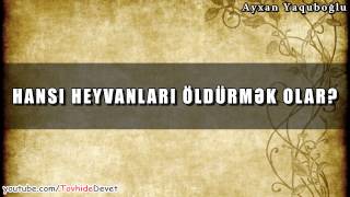 Hansı Heyvanları Öldürmək Olar? Ayxan Yaquboğlu