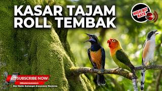 🔴 Live Tembakan Irama Lagu Cucak Cungkok Gacor vs Lobet Cililin Greja vs Cendet Tengkek Buto