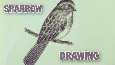 Sparrow drawing easy || Drawing sparrow bird||