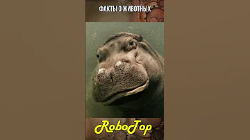Почему бегемоты могут спать под водой #Shorts