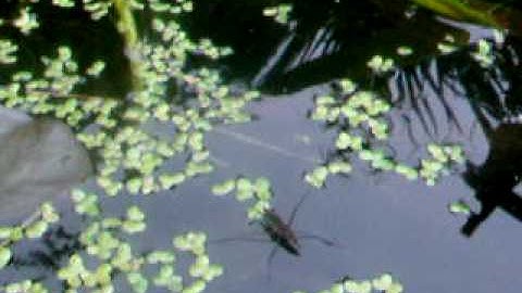 Pond Skater (Gerris Lacustris)