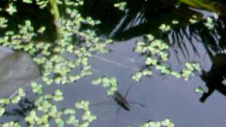 Pond Skater Gerris Lacustris