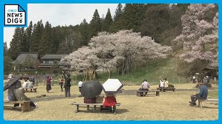 天然記念物「臥龍桜」が見頃　樹齢1100年はあまり　岐阜・高山市