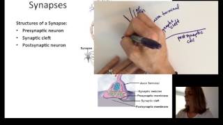 Lecture 9 Neurophysiology Part 2