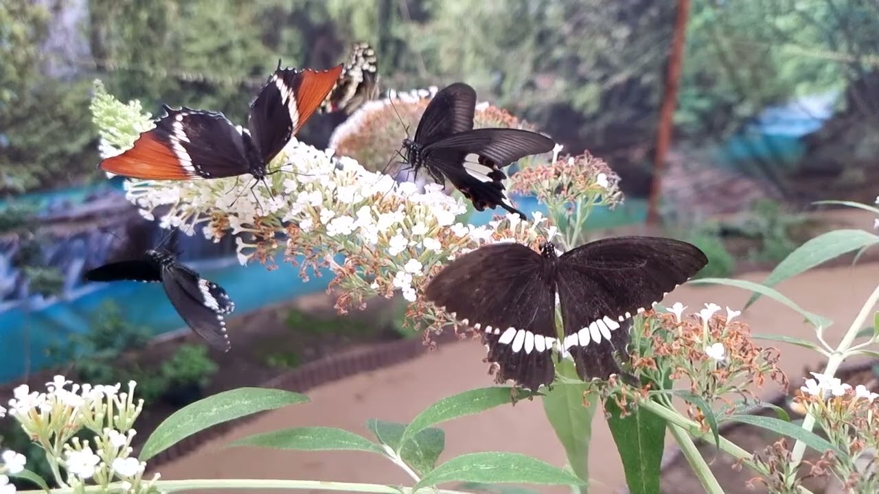 Siproeta epaphus , Papilio polytes Romulus,