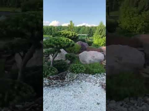 Ниваки, садовый бонсай.