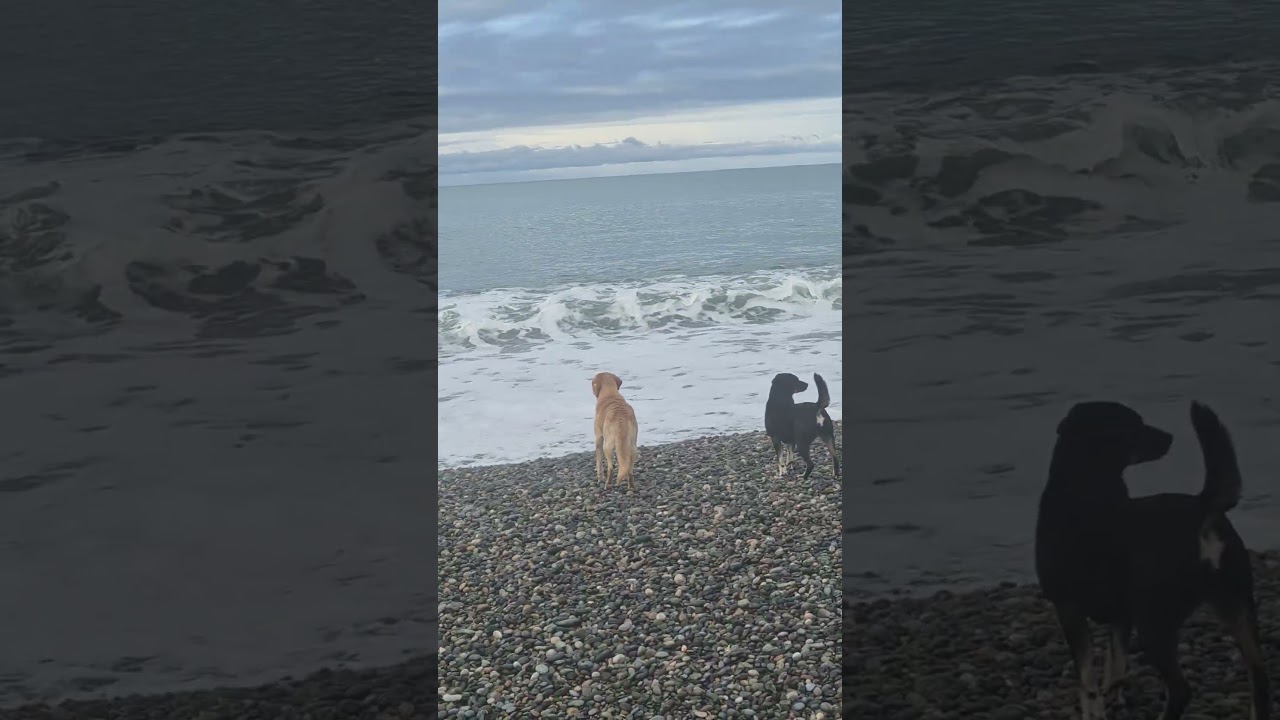 Stray Dogs Hunting a Pelican for a New Year’s Breakfast /  Поймать пеликана на новогодний завтрак