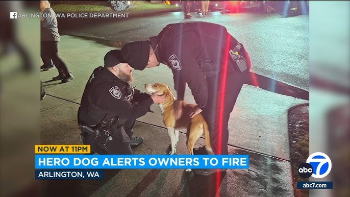 Hero dog alerts owners to house fire: 'I love her to death' - YouTube