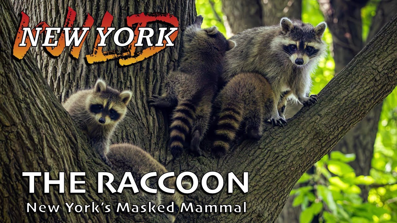 Raccoons of New York City YouTube
