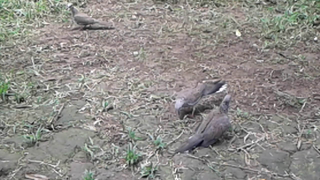 Pikat samosir despacito melilit kan tali ke burung liar 