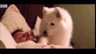 LIO  _ Big Difference Between Samoyed and Husky When They Wake up Their Masters