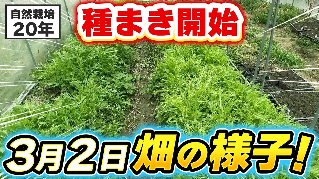 【自然栽培420】春の畑が始まります。準備はどうですか？