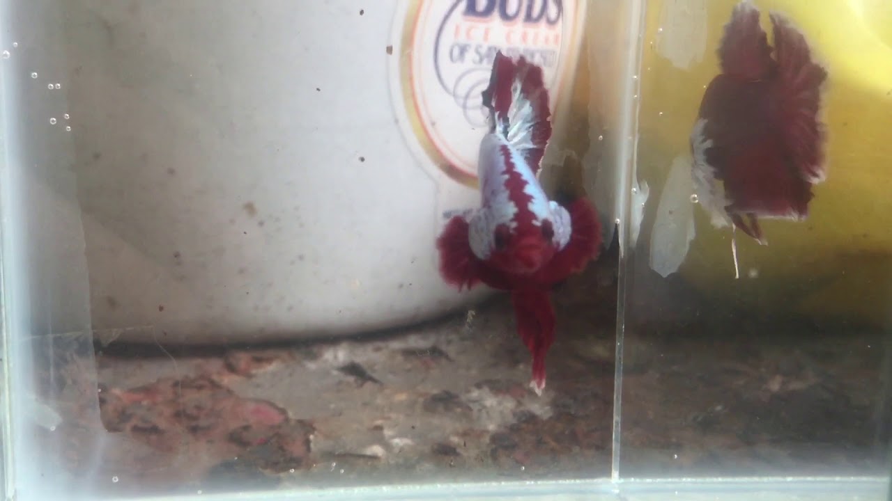 Betta Fish FCCP YouTube betta-fish-fccp-youtube