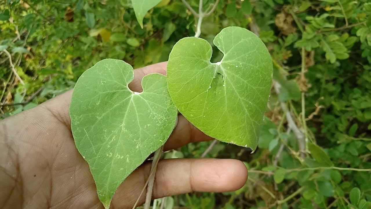 get rid of snake bite naturally Home Remedies For Snake Bite Mana