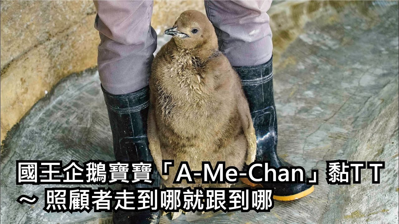 國王企鵝寶寶「A Me Chan」黏T T〜 照顧者走到哪就跟到哪
