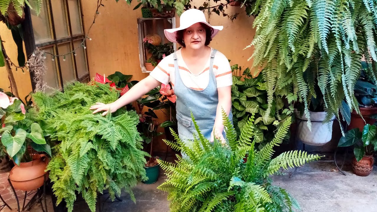 Tour por mis Helechos