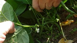 20200808 - 1 Picking Blue Lake Bush Beans