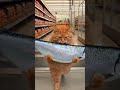 Cat on the Run The Great Salmon Heist🐟 Watch This Clever Feline In Action #cat #pets #funny