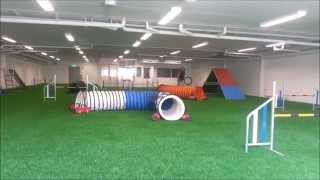 15.7.15 Sonin agility treenit