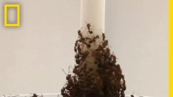 Watch: Fire Ants Create Towers With Their Own Bodies | National Geographic - DayDayNews