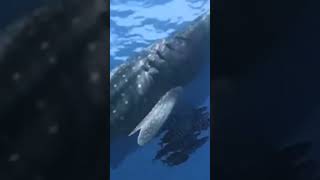 самая огромная китовая акула рыбалка