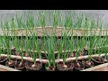 Tips for growing onions quickly for harvesting in plastic bottles, don&#39;t need to buy onions anymore