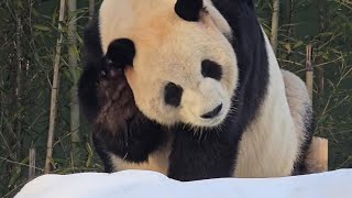 #미공개_25.2.1(토) 2부: 러바오 야외, 아이바오, 루이, 후이 야외