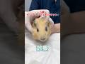 頬っぺたのできものが破裂した3歳のイングリッシュモルモットが動物病院にやって来た!