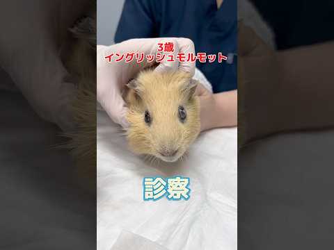 頬っぺたのできものが破裂した3歳のイングリッシュモルモットが動物病院にやって来た！
