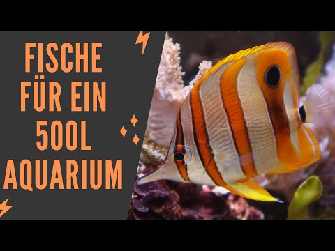 Video: 10 großartige Salzwasserfische für das Heimaquarium