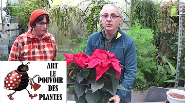 Comment entretenir une poinsettia en pot ?