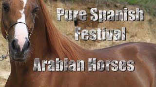 Pure Spanish Arabian Horses  Festival 2016